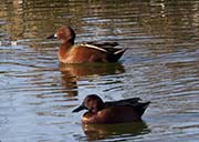 Picture/image of Cinnamon Teal