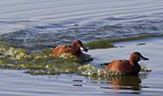 Picture/image of Cinnamon Teal