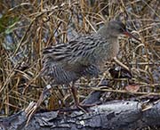 Picture/image of Ridgway's Rail