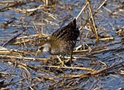 Picture/image of Sora