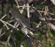 Picture/image of Yellow-rumped Myrtle Warbler