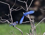 Picture/image of Western Bluebird