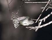 Picture/image of Gray Flycatcher