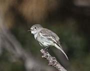 Picture/image of Gray Flycatcher