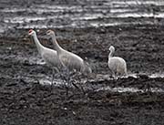 Picture/image of Sandhill Crane