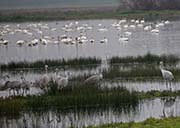 Picture/image of Sandhill Crane