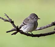 Picture/image of Gray Flycatcher