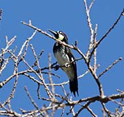Picture/image of Acorn Woodpecker