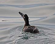 Picture/image of Surf Scoter