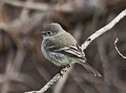 Picture/image of Gray Flycatcher