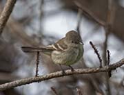 Picture/image of Gray Flycatcher