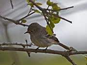 Picture/image of Gray Flycatcher