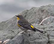Picture/image of Yellow-rumped Audubon Warbler