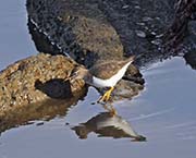 Picture/image of Spotted Sandpiper