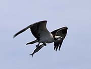Picture/image of Osprey
