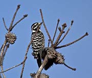 Picture/image of Nuttall's Woodpecker