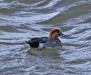 Picture/image of American-Eurasian Wigeon