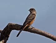 Picture/image of Say's Phoebe