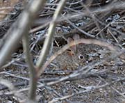 Picture/image of Big Morongo Canyon Preserve