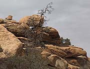 Picture/image of Joshua Tree