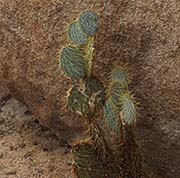 Picture/image of Joshua Tree