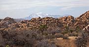Joshua Tree