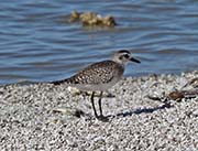 Picture/image of Black-bellied Plover
