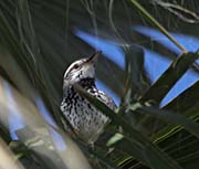 Picture/image of Cactus Wren