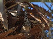 Picture/image of Cactus Wren