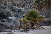 Picture/image of Joshua Tree