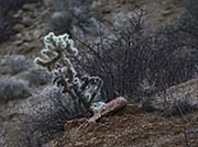 Picture/image of Joshua Tree