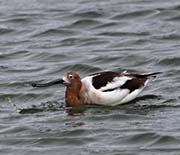 Picture/image of American Avocet