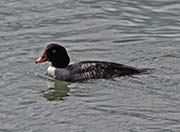 Picture/image of Barrow's Goldeneye