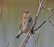 Picture/image of Savannah Sparrow