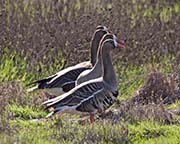 Picture/image of Greater White-fronted Goose