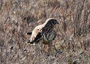 Picture/image of Northern Harrier