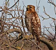 Picture/image of Red-shouldered Hawk