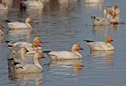 Picture/image of Snow Goose