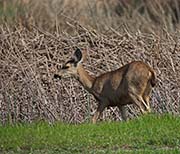 Picture/image of Sacramento Wildlife Refuge