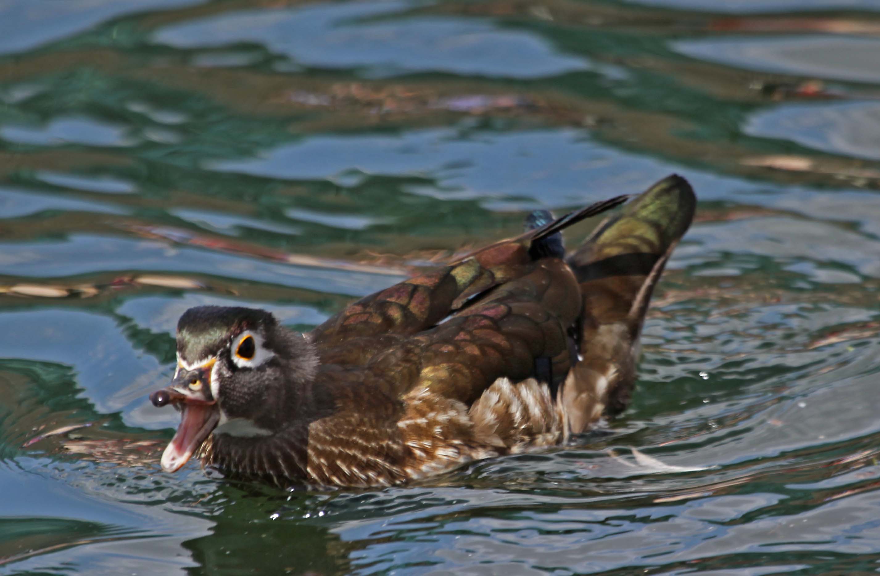 Pictures and information on Wood Duck