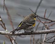 Picture/image of Yellow-rumped Audubon Warbler
