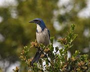Picture/image of Western Scrub Jay