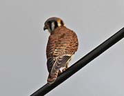 Picture/image of American Kestrel