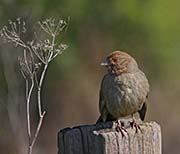 Picture/image of California Towhee