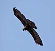 Picture/image of Golden Eagle