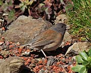 Picture/image of Dark-eyed Junco