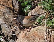 Picture/image of Dark-eyed Junco