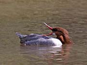 Picture/image of Common Merganser