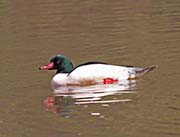 Picture/image of Common Merganser