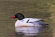 Picture/image of Common Merganser
